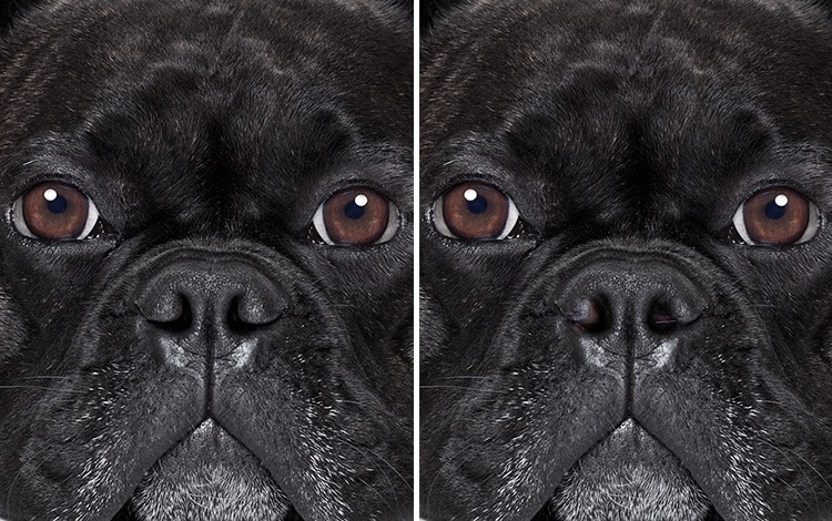 Rétrécissement des narines chez le chien bouledogue