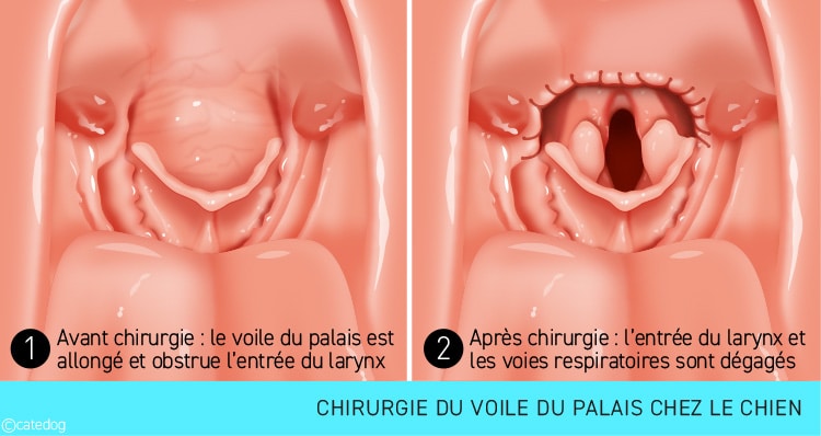 Voir du palais trop long et syndrome bachycéphale chez le chien bouledogue