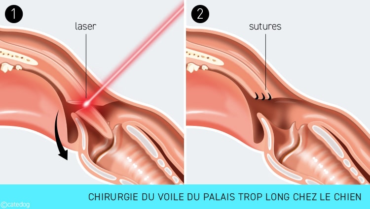 Voir du palais trop long et syndrome bachycéphale chez le chien bouledogue