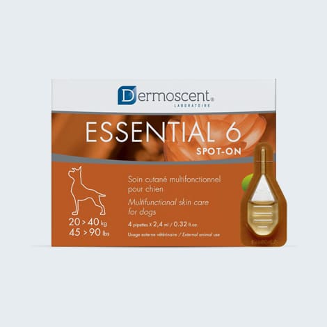 Traitement contre les maladies de peau chez le chien