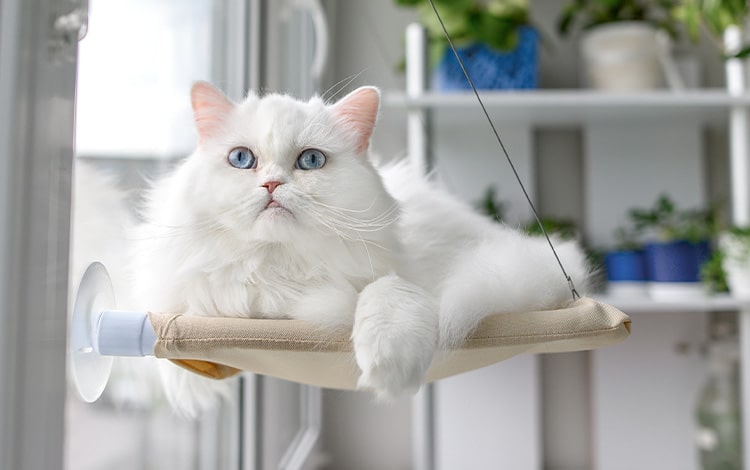 Transat ou hamac de fenêtre pour chat