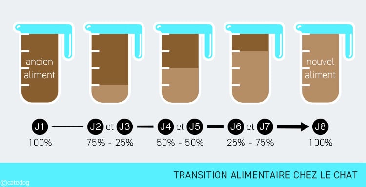 Transition alimentaire chez le chat