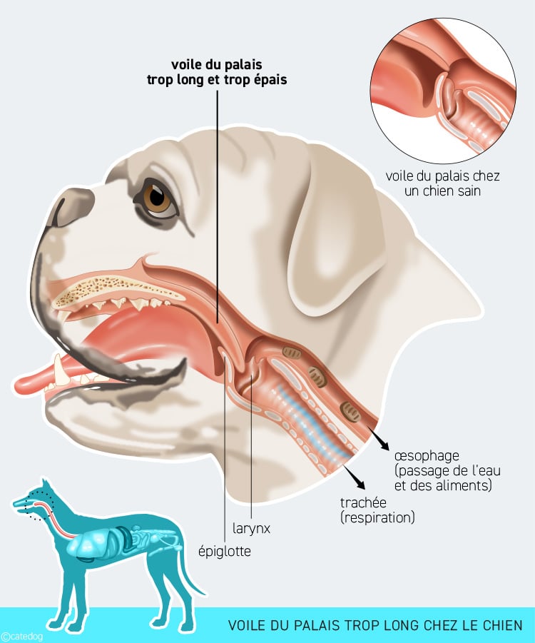 Voir du palais trop long et syndrome bachycéphale chez le chien bouledogue