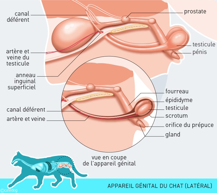 Anatomie du système endocrinien et testicules du chat