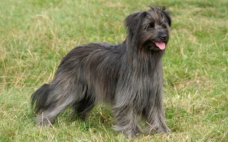 Mon Berger des Pyrénées aboie sur tous les passants : pourquoi et que faire ?