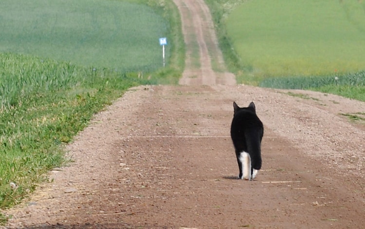 Chat qui fugue de sa maison