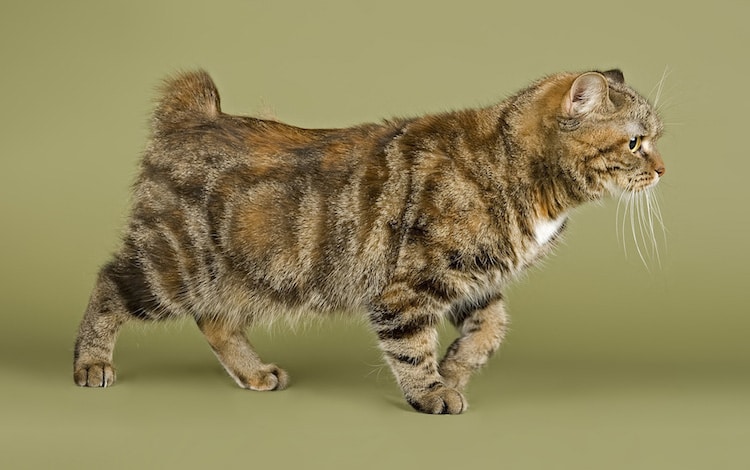 Chat Manx sans queue : conséquence sur la colonne vertébrale