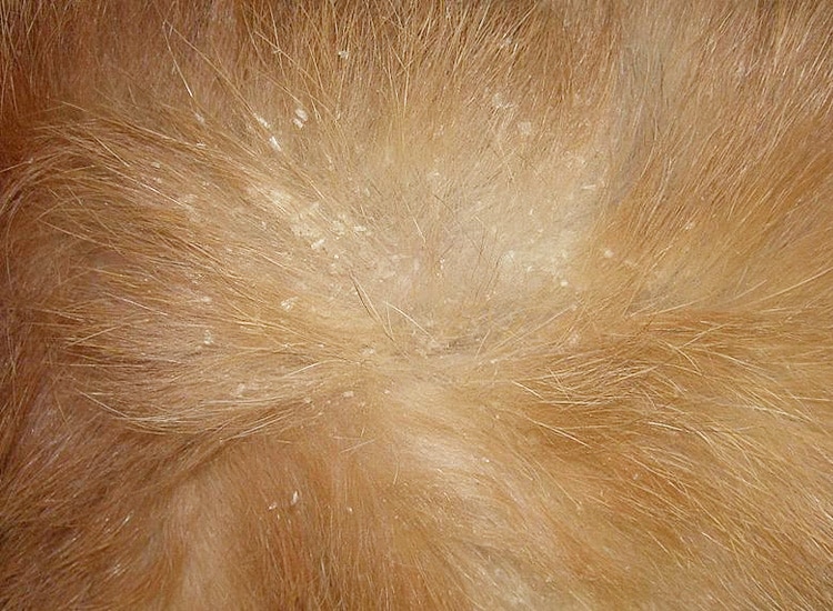 Cheyletiellose avec perte de pellicules chez le chat
