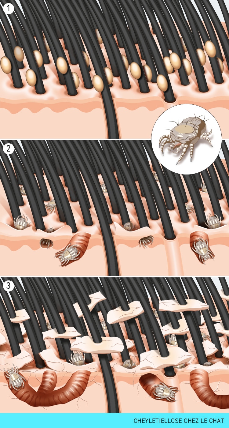Cheyletiellose avec perte de pellicules chez le chat
