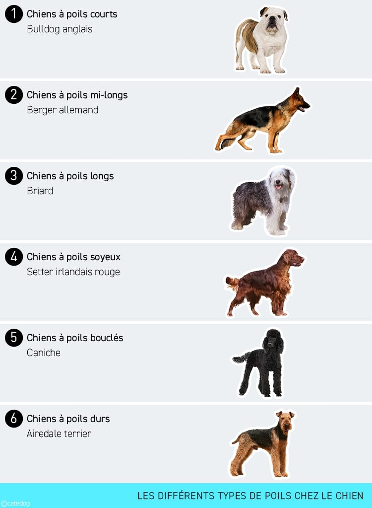 Différents types de pelage et de poils chez le chien