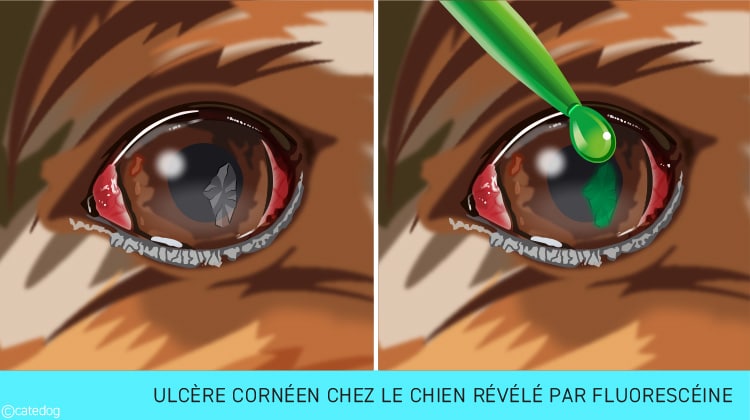 Rst à la fluoresceine chez le chien