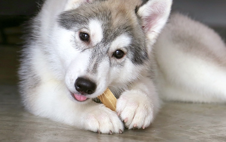 Friandise naturelle fromage de yack pour chien