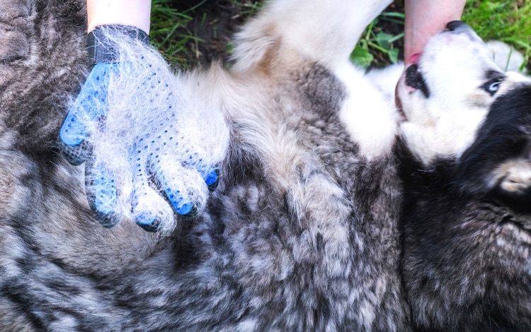 Gant de brossage et de toilettage pour chien