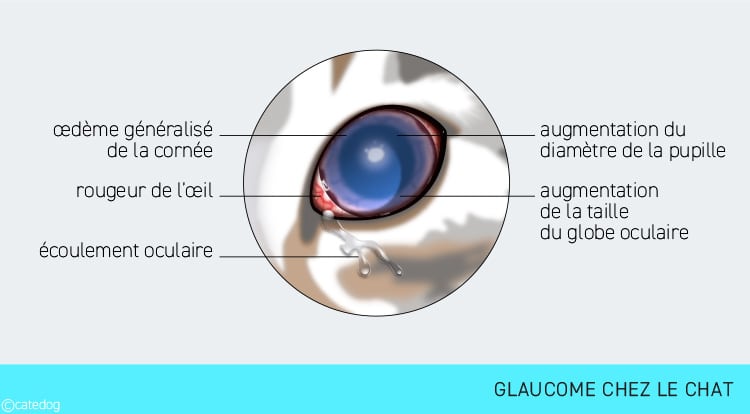 Glaucome chez le chat