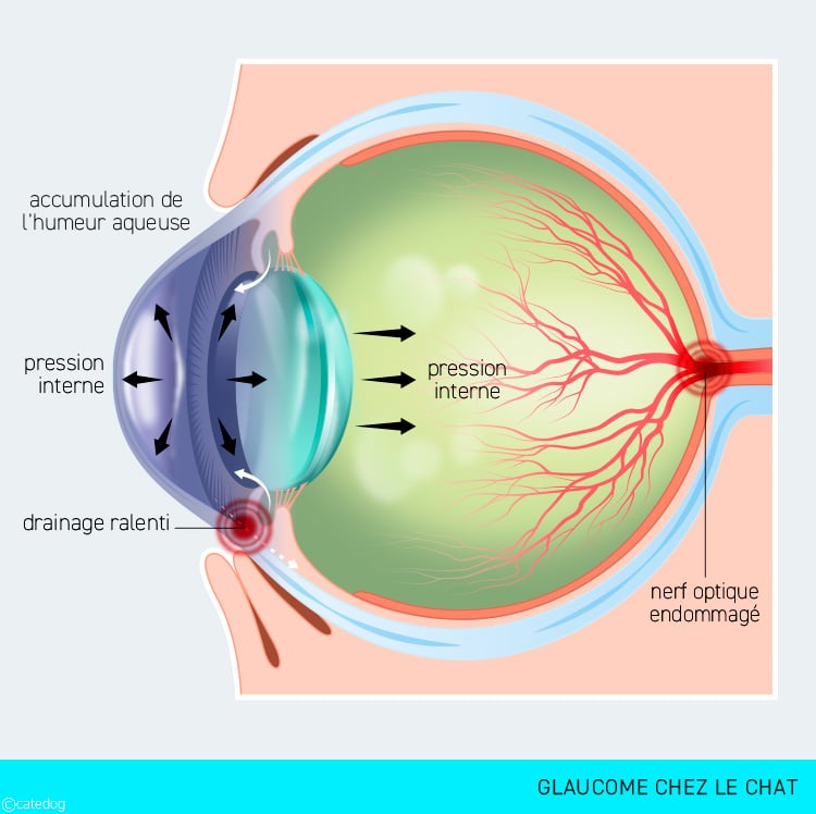 Symptômes et traitement du glaucome chez le chat