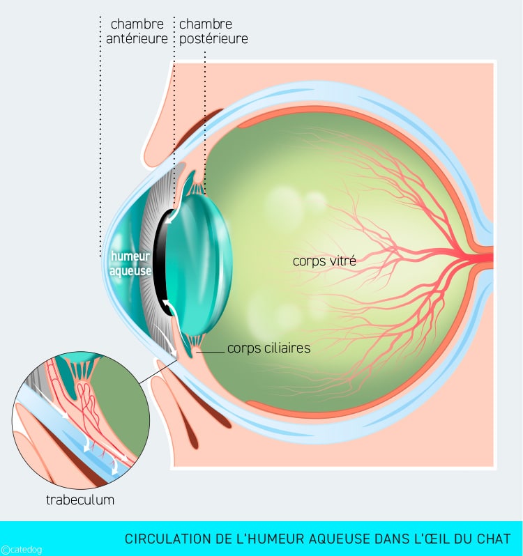 Symptômes et traitement du glaucome chez le chat
