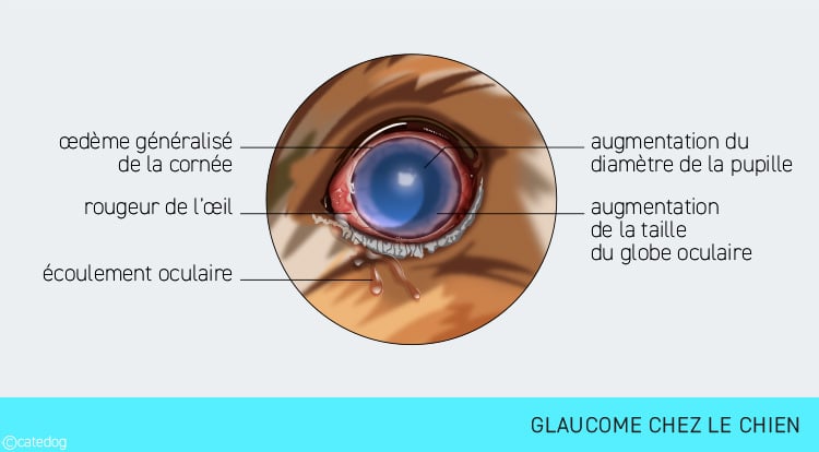 Glaucome chez le chien