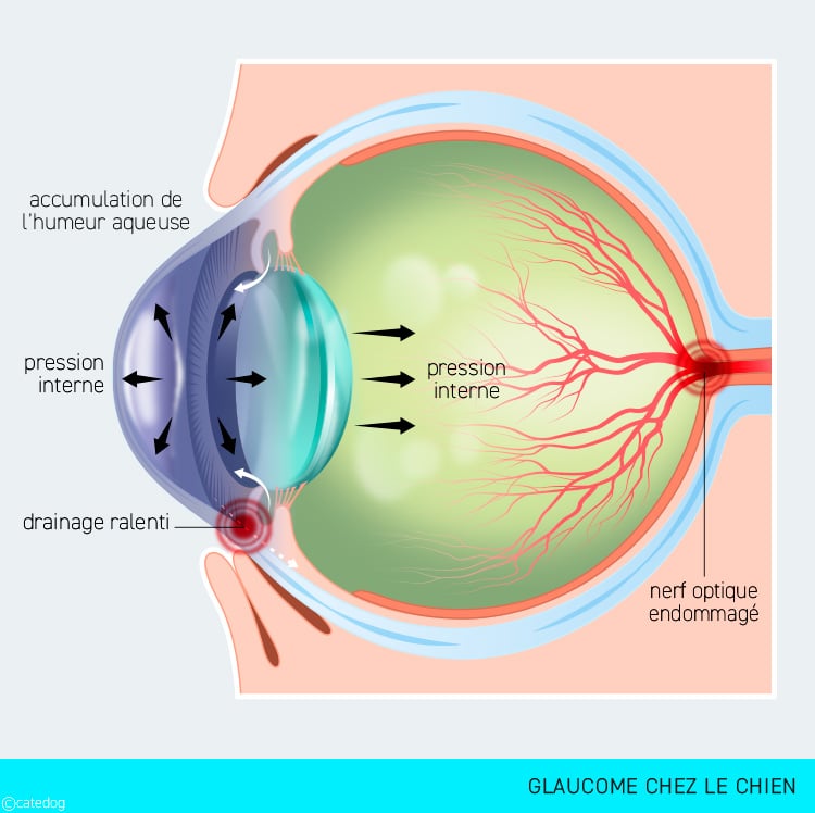 Symptômes et traitement du glaucome chez le chien