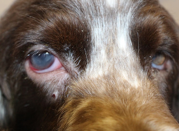 Glaucome de l'œil chez un chien Cocker