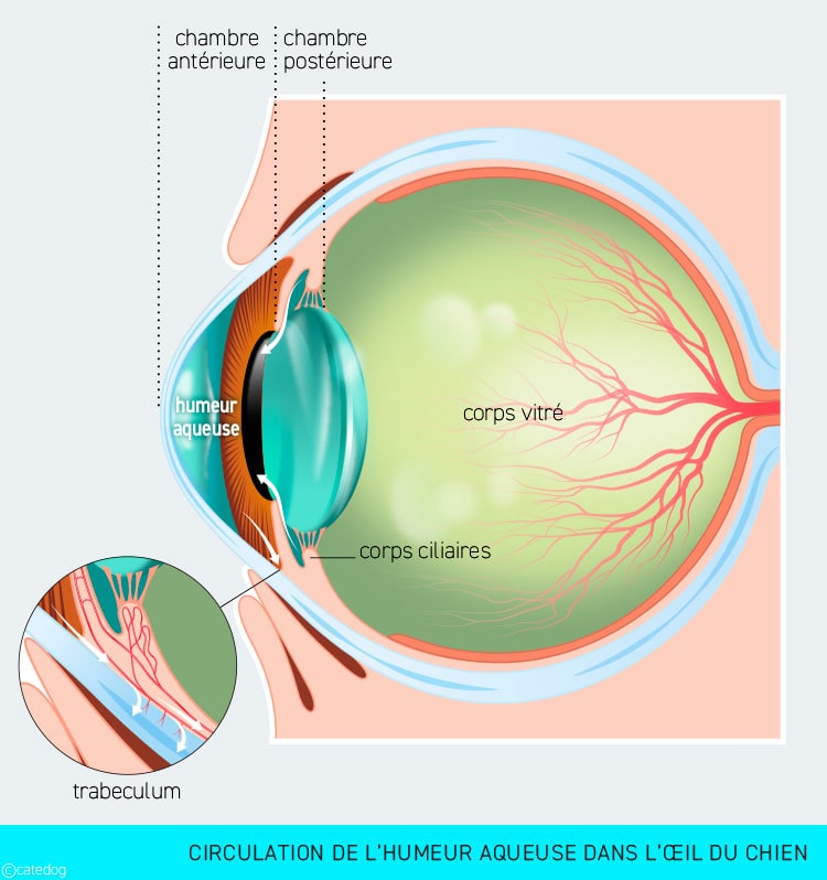 Symptômes et traitement du glaucome chez le chien