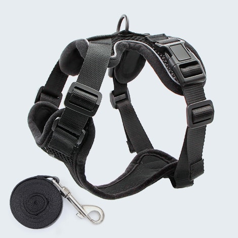 Harnais anti-fugue pour chat