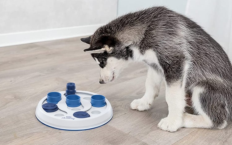 Jeu d'intelligence avec des friandises pour chien