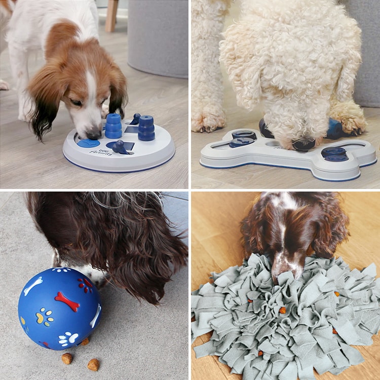Jeu d'intelligence avec des friandises pour chien