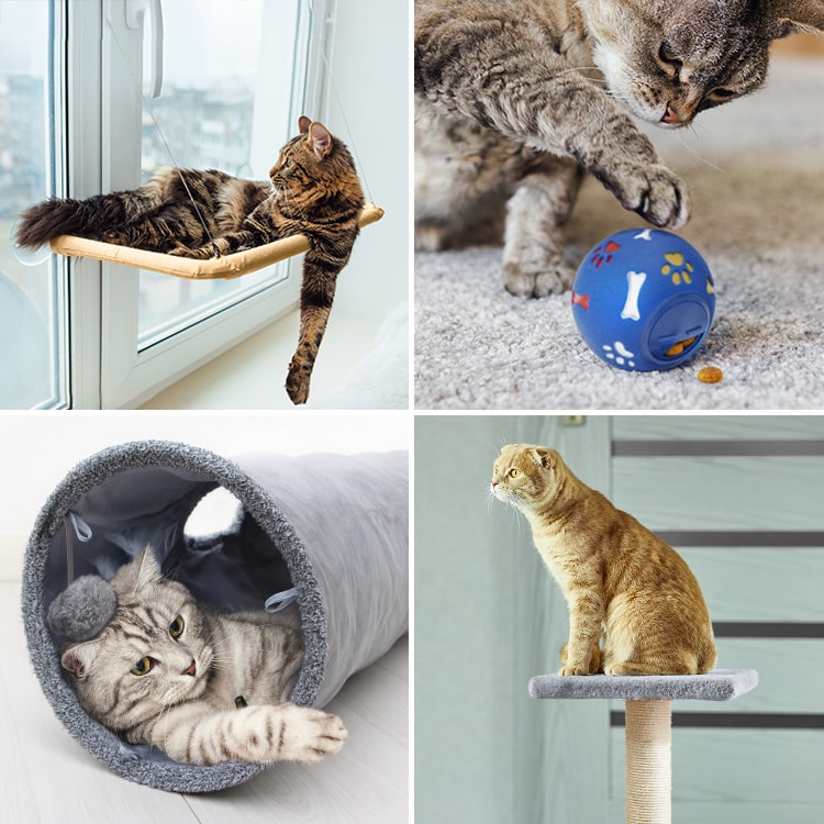 Enrichissement de l'environnement d'un chat avec des jouets, un transat de fenêtre et un griffoir