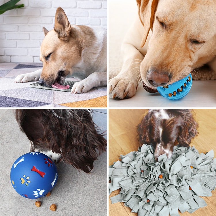 Jouets alimentaires et activités masticatoires pour le chien
