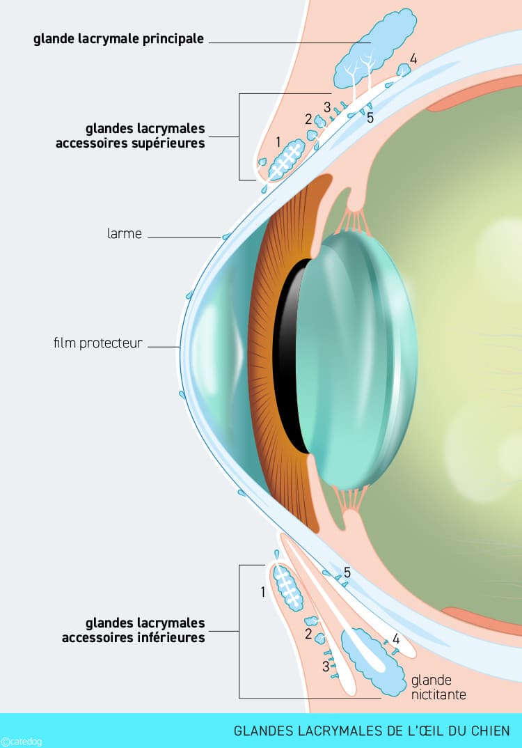 Kératoconjonctivite sèche chez le chien et rôle des larmes