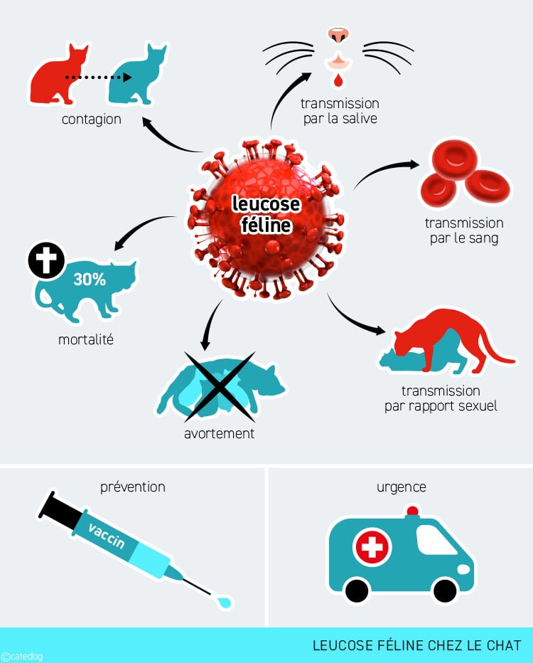 Leucose féline chez le chat