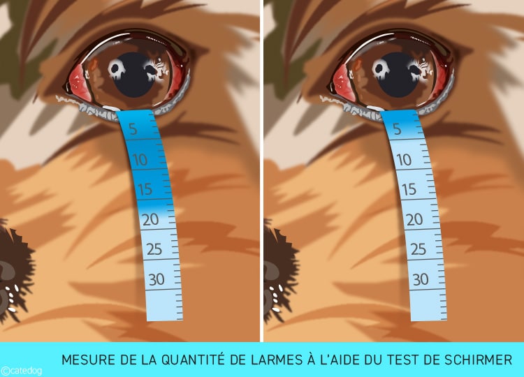 Mesure de la quantité de larmes grâce au test de Schirmer chez le chien
