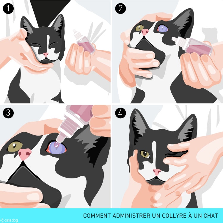 Comment mettre un collyre dans l'œil d'un chat avec un glaucome