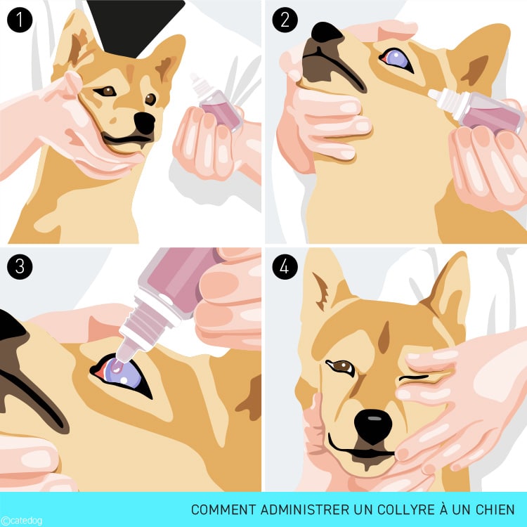 Comment mettre un collyre dans l'œil d'un chien avec un glaucome
