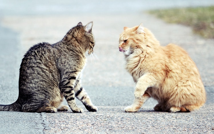 Mon chat se bat avec les autres chats du quartier