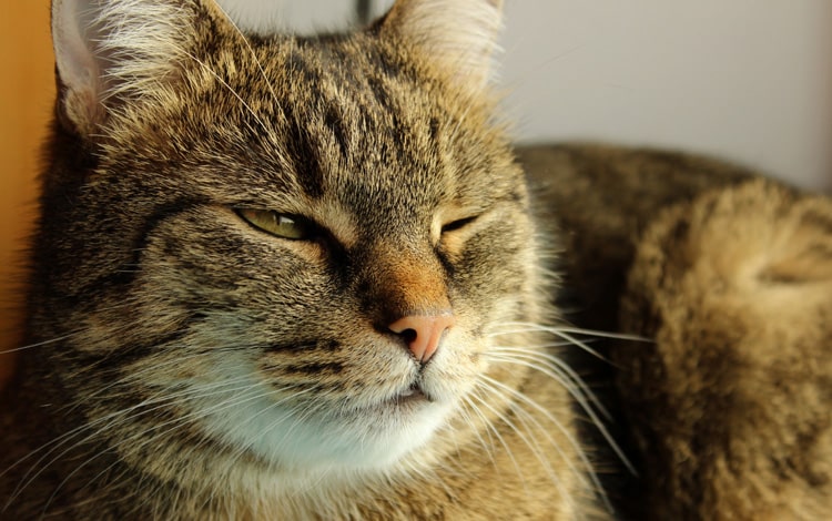 Pourquoi mon chat cligne souvent d'un œil