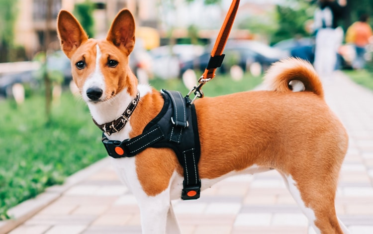 Mon chien cherche à manger quand je le promène