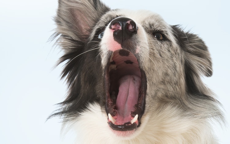 Mon chien de berger aboie sur les autres chiens. Pourquoi ?