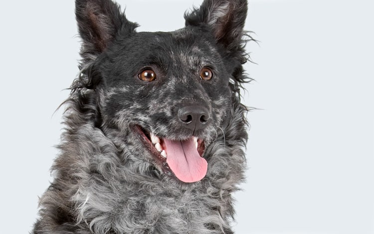 Mon Mudi n’arrive jamais à se calmer à la maison : que faire ?