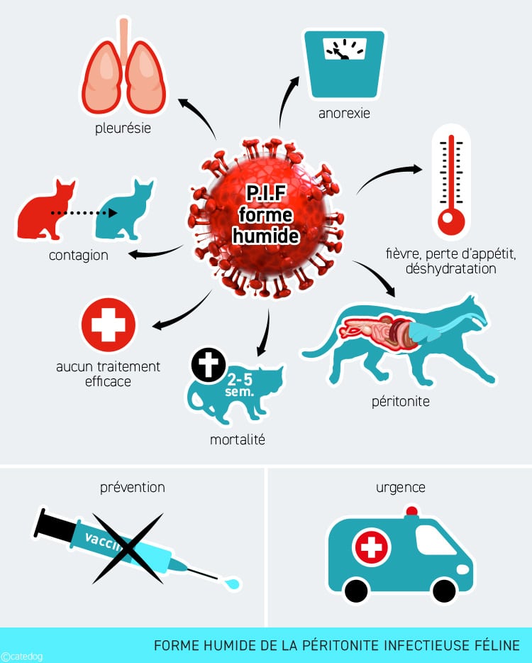 Forme sèche de la péritonite infectieuse féline