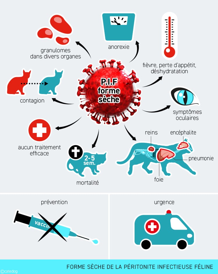 Forme humide de la péritonite infectieuse féline