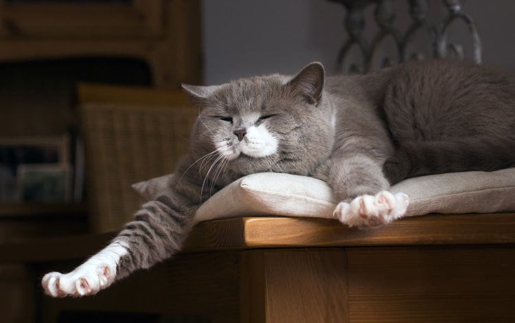 Pourquoi mon chat est maigre en été et gros en hiver