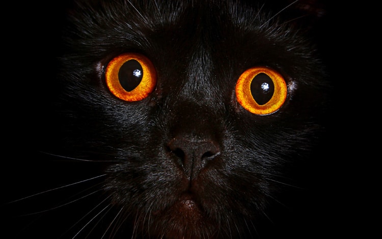 Pourquoi mon chat miaule la nuit