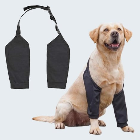 Protecteur de coude pour le chien avec un hygroma