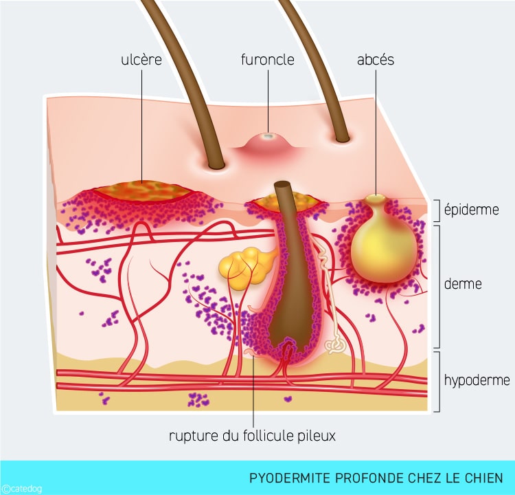 Pyodermite profonde chez le chien