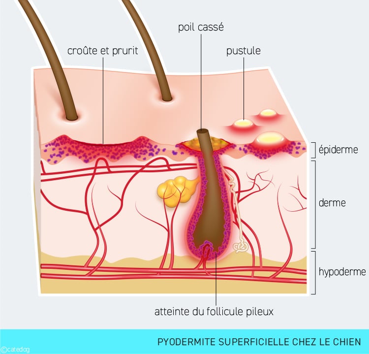 Pyodermite superficielle chez le chien