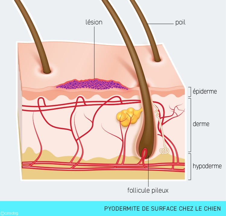 Pyodermite de surface chez le chien