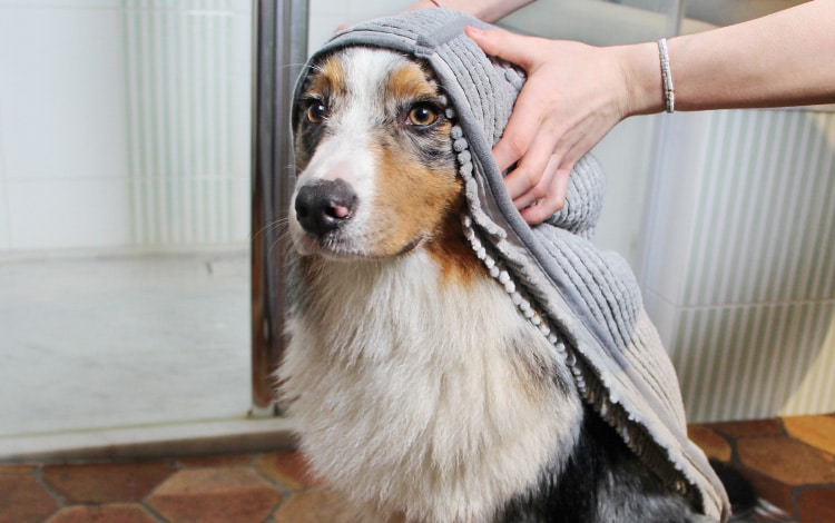 Serviette microfibre pour sécher le chien après son bain