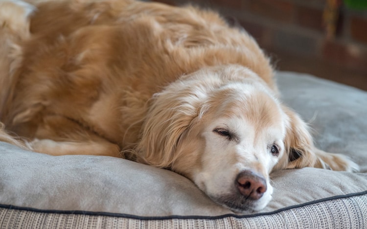Mon vieux chien sent-il qu’il va bientôt mourir ? Réponse d’un vétérinaire
