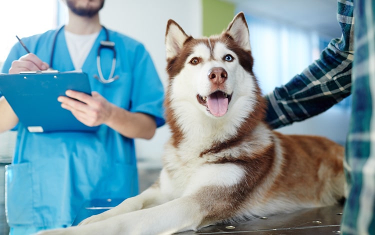 Visite chez le vétérinaire après l'adoption d'un chien
